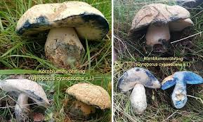 Attēlu rezultāti vaicājumam “Gyroporus cyanescens”