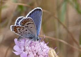 Attēlu rezultāti vaicājumam “Plebejus argus male”