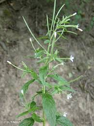Attēlu rezultāti vaicājumam “Epilobium roseum”