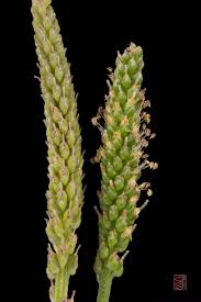 Attēlu rezultāti vaicājumam “Plantago major subsp. intermedia”