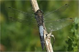 Attēlu rezultāti vaicājumam “Orthetrum cancellatum”