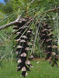 Attēlu rezultāti vaicājumam “Pinus strobus fruit”