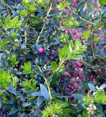 Attēlu rezultāti vaicājumam “Gaultheria cuneata”