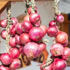 Image result for Zwiebeln