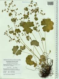 Attēlu rezultāti vaicājumam “Alchemilla subcrenata  flower”