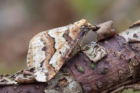 Attēlu rezultāti vaicājumam “Erannis defoliaria imago”