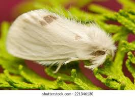 Attēlu rezultāti vaicājumam “Euproctis similis”