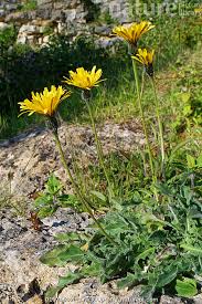 Attēlu rezultāti vaicājumam “Leontodon hispidus”