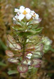 Image result for Iberis amara