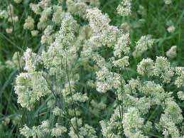 Attēlu rezultāti vaicājumam “Dactylis glomerata subsp. glomerata”