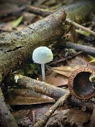 Attēlu rezultāti vaicājumam “Didymium tussilaginis”