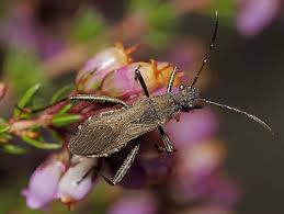 Attēlu rezultāti vaicājumam “Alydus calcaratus”