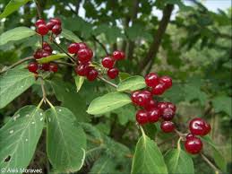 Attēlu rezultāti vaicājumam “Lonicera xylosteum leaf”