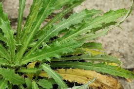 Attēlu rezultāti vaicājumam “Carlina vulgaris”