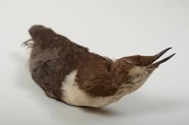 Attēlu rezultāti vaicājumam “Cinclus cinclus”