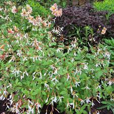 Attēlu rezultāti vaicājumam “Gillenia trifoliata flower”