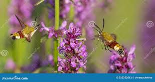 Attēlu rezultāti vaicājumam “Hemaris fuciformis”