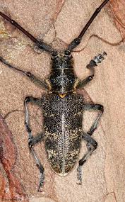 Attēlu rezultāti vaicājumam “Monochamus galloprovincialis”