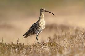 Attēlu rezultāti vaicājumam “Numenius arquata”