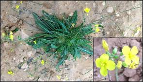 Attēlu rezultāti vaicājumam “Diplotaxis muralis fruit”