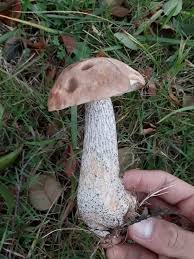 Attēlu rezultāti vaicājumam “Leccinum scabrum”