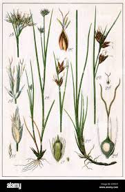 Attēlu rezultāti vaicājumam “Rhynchospora alba leaf”