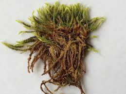 Attēlu rezultāti vaicājumam “Aulacomnium”