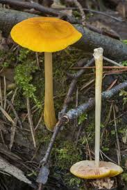 Attēlu rezultāti vaicājumam “Pluteus leoninus”