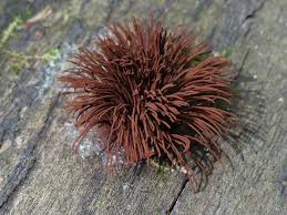 Attēlu rezultāti vaicājumam “Stemonitis axifera spores”