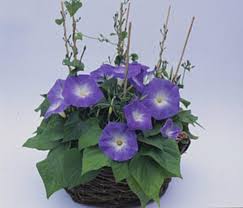 Image result for Ipomoea Heavenly Blue
