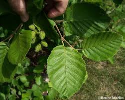 Attēlu rezultāti vaicājumam “Alnus incana leaf”