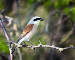 Attēlu rezultāti vaicājumam “Lanius collurio”