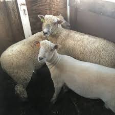 Image result for Southdown Club