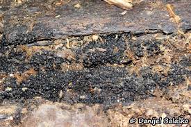 Attēlu rezultāti vaicājumam “Ruzenia spermoides”