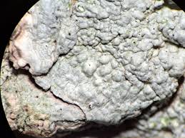 Attēlu rezultāti vaicājumam “Pertusaria leioplaca”