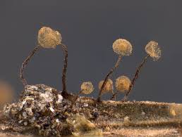 Attēlu rezultāti vaicājumam “Cribraria intricata”