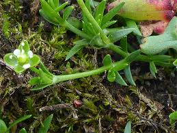 Attēlu rezultāti vaicājumam “Sagina procumbens flower”