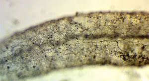 Attēlu rezultāti vaicājumam “Lycogala fuscoolearium young”