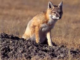 Attēlu rezultāti vaicājumam “Vulpes vulpes”