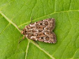 Attēlu rezultāti vaicājumam “Lycophotia porphyrea”