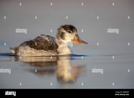 Attēlu rezultāti vaicājumam “Tadorna tadorna juvenile”