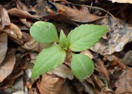 Attēlu rezultāti vaicājumam “Impatiens parviflora leaf”