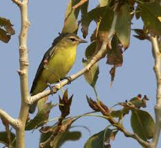 Image result for Ingarfield Condor Team