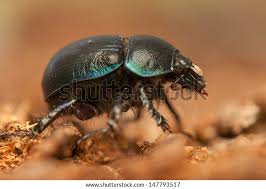 Attēlu rezultāti vaicājumam “Geotrupes stercorarius”