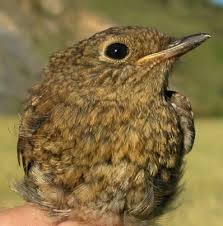 Attēlu rezultāti vaicājumam “Erithacus rubecula juvenile”
