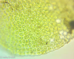 Attēlu rezultāti vaicājumam “Odontoschisma denudatum cells”