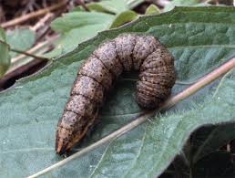 Attēlu rezultāti vaicājumam “Cucullia umbratica”