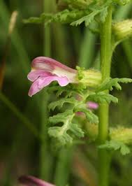 Attēlu rezultāti vaicājumam “Pedicularis palustris”