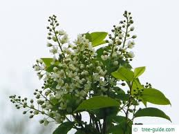 Attēlu rezultāti vaicājumam “Prunus (bird-cherry tree)”