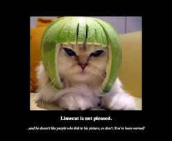 Image result for limecat